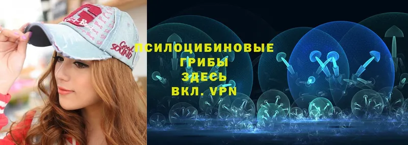 где купить   Гурьевск  Псилоцибиновые грибы Psilocybe 